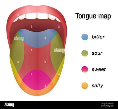 Taste Map Of The Tongue With Its Four Taste Areas Bitter Sour Sweet