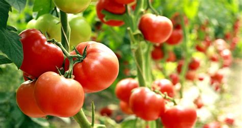 How To Grow Tomatoes Farmers Almanac Plan Your Day Grow Your Life