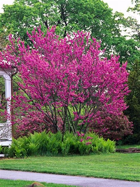 Small Flowering Trees In Ohio 10 Small Trees For Your Garden Small