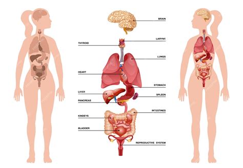 Premium Vector Internal Human Organs Infographic With Womans Body And Internal Organs From