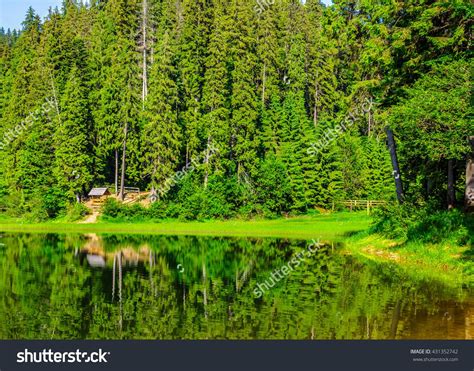 Landscape Near The Lake Among Conifer Forest In The Early Summer