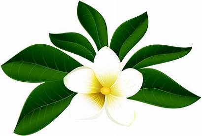 Clip Tropical Flower Leaves Exotic Flowers Clipart