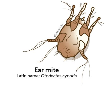 What Are Ear Mites Snodgrass Veterinary Medical Center