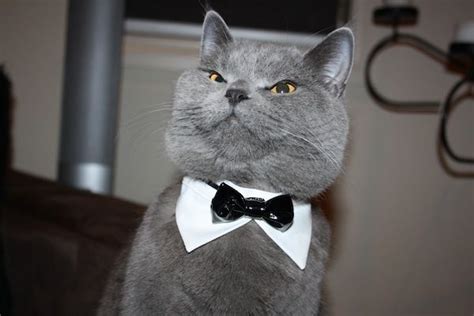 The 20 Best Pictures Of Cats In Bow Ties British Shorthair Cats Cats