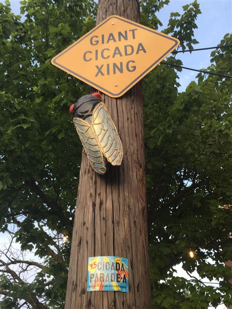 Cicada Parade A’s Decorated Bug Sculptures Celebrate The Spirit Of Reemergence