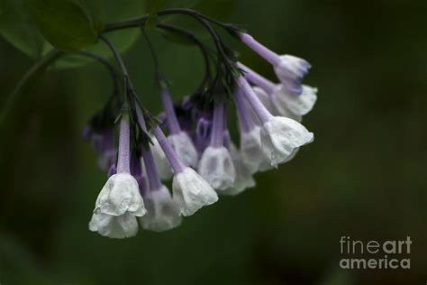 White Virginia Bluebells Photograph By Andrea Silies Fine Art America
