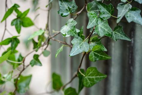 How To Grow And Care For English Ivy Bbc Gardeners World Magazine