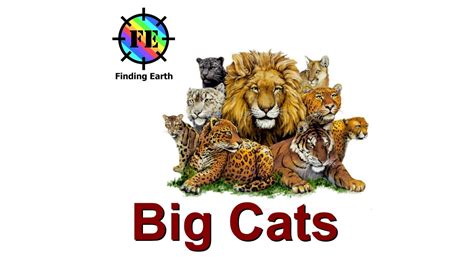 Types Of Big Cats Wild Cats Finding Earth Youtube