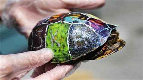 Painting Turtle Shell At Paintingvalley Com Explore Collection Of
