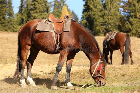 Beautiful Horses Grazing On Pasture Lovely Pets Stock Image Image Of