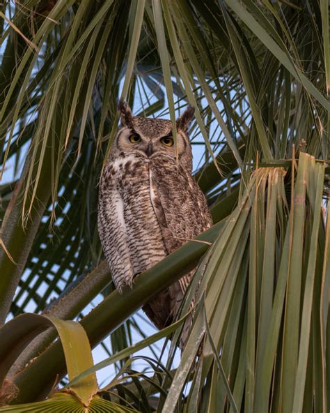 Owl Portraits Foothills Clusters Wildlife