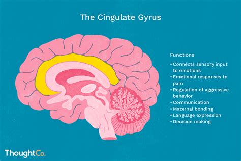 Cingulate Gyrus Anatomy