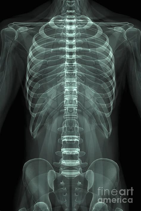 Bones Of The Torso Photograph By Science Picture Co Pixels