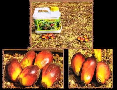 Baja foliar juga digunakan untuk. Baja Foliar EZIGROW Vitamin Setiap Tanaman: Buah Kelapa ...