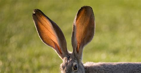 Find The Ear Animals Quiz By Alvir28
