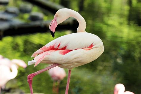 Flamingo 4k Ultra HD Wallpaper | Background Image | 5184x3456