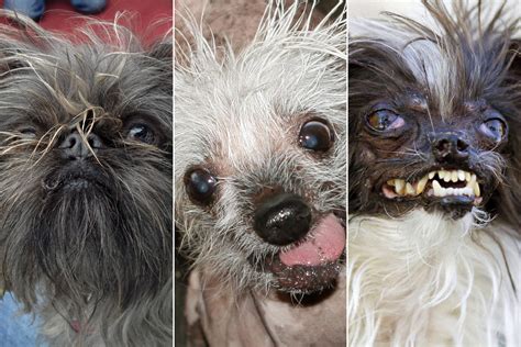 Mangy Mutts To Bark It Out For Worlds Ugliest Dog Title
