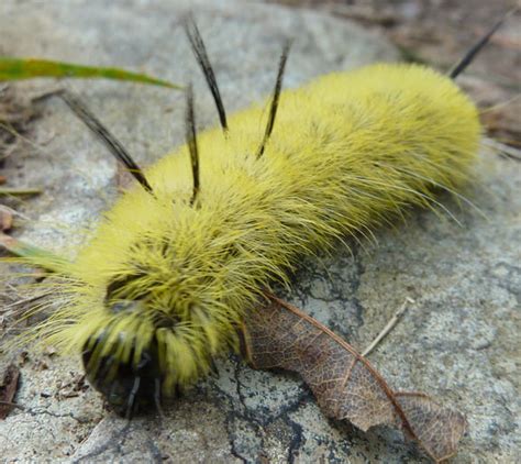 They have dense yellow setae (short hairs covering the body) that are mildly poisonous. Nova Scotia Butterfly, Moth and Caterpillar: Spotted ...