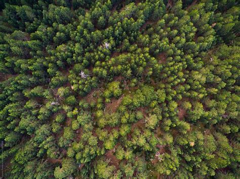 Aerial Texture Of Pine Forest By Stocksy Contributor Javier Pardina