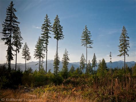 A Few Tall Douglas Fir Trees Remain In A Clearcut Forest Edbookphoto