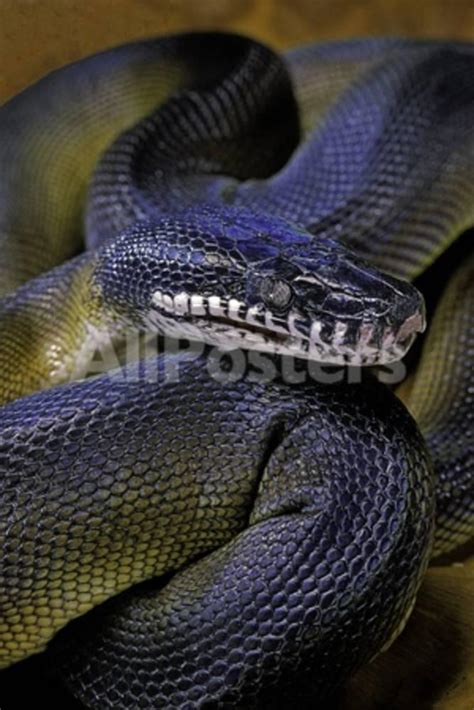 Leiopython Albertisii White Lipped Python Photographic Print By Paul