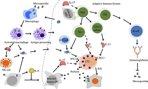 Frontiers Innate And Adaptive Immune Responses Against Microsporidia Infection In Mammals