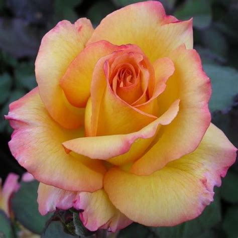 13 Celebs Who Have Flowers Named After Them Hybrid Tea Roses