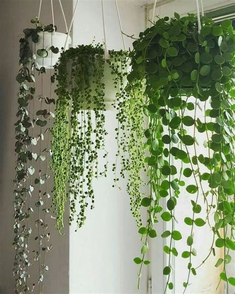 Hanging Plants Real Indoor