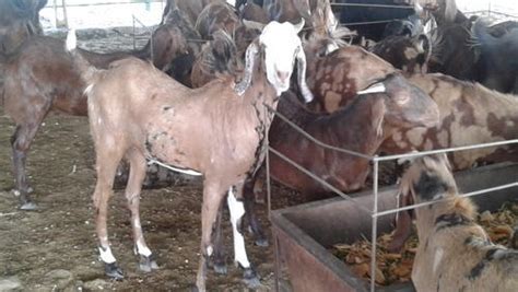 Eid Goats By Savaji Goat Farm From Ahmednagar Maharashtra Id 3302992