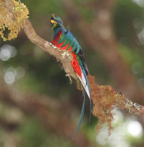 the resplendent quetzal the most beautiful bird in the world owlcation