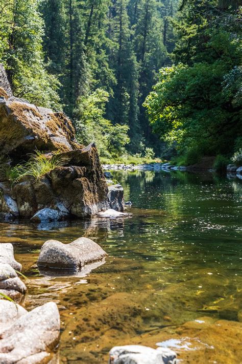 Green Trees Beside River During Daytime Photo Free Water Image On