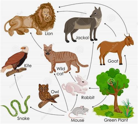 The energy flow from one level to another level in a food chain gives the trophic level. # 140 Food web | Biology Notes for IGCSE 2014