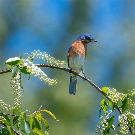 Eastern Bluebird Steve Matadobra Flickr
