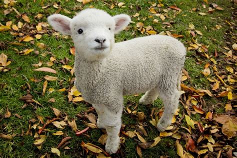 Free Photo Baby Lamb Baby Cute Field Free Download Jooinn