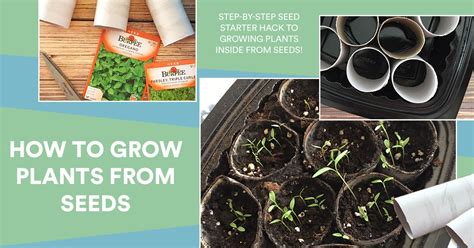 How To Grow Plants From Seeds Step By Step Tutorial