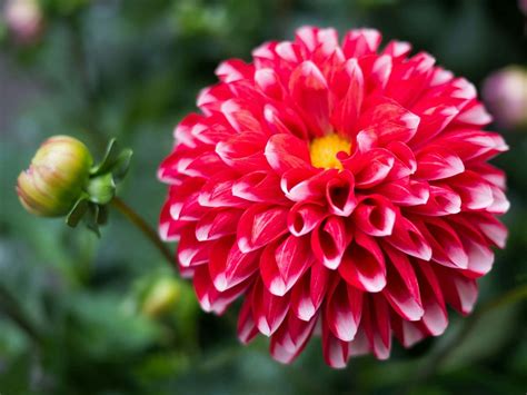 Ultimate Guide To Dahlia Flowers Meaning And Symbolism Petal Republic