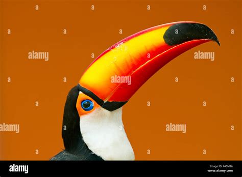Toco Toucan Ramphastos Toco Head And Beak Profile Portrait Brazil