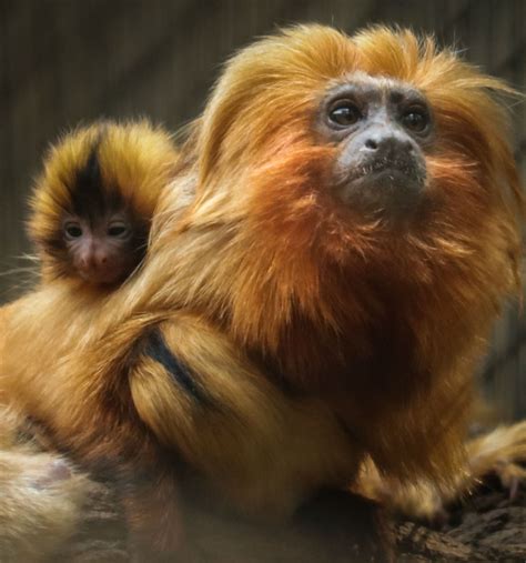 Zoológico Registra Nascimento De Filhotinhos Gêmeos De Mico Leão