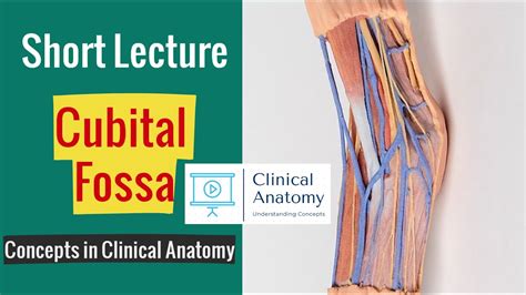 Anatomy Of Cubital Fossa Exam And Concept Oriented Lecture In 6 Minutes
