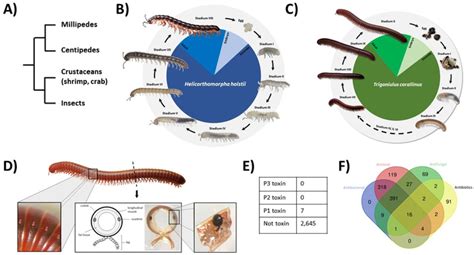 Centipede Life Cycle