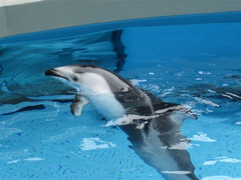 Dolphin Vancouver Aquarium Sea Life Dolphins