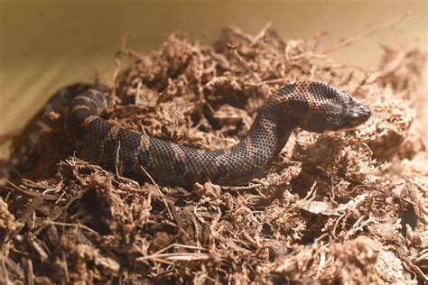 Eastern Hognose Snake The Maryland Zoo