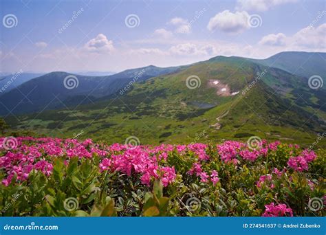 Mountain Landscape With Blooming Rhododendrons Gorgeous Living Carpet