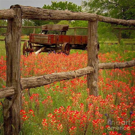 Wagon In Paintbrush Texas Wildflowers Wagon Fence Landscape Flowers