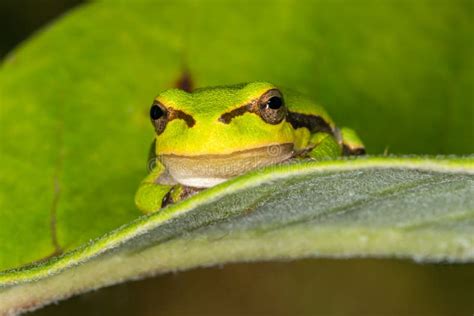Green Frog On Leaf A Frog Hides In A Plant Stock Image Image Of
