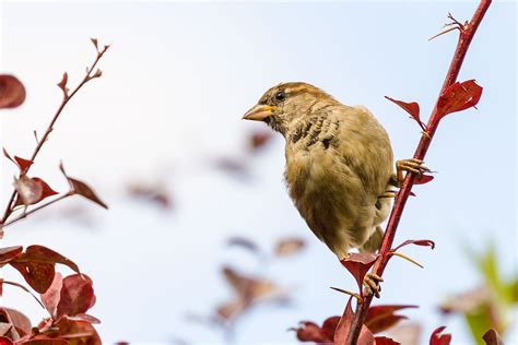 Post Your Bird Portraits Birds In Photography On Forums