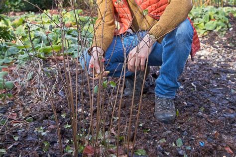 Pruning In April With Nick Bailey Bbc Gardeners World Magazine