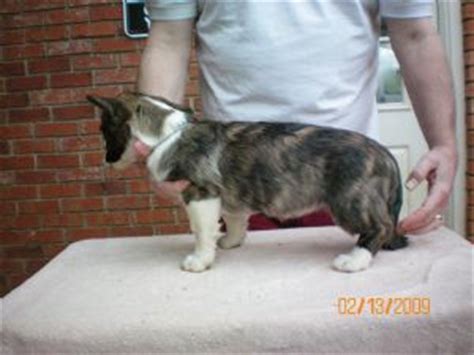 … will give you hours of fun and laughter. Cardigan Welsh Corgi puppies for sale