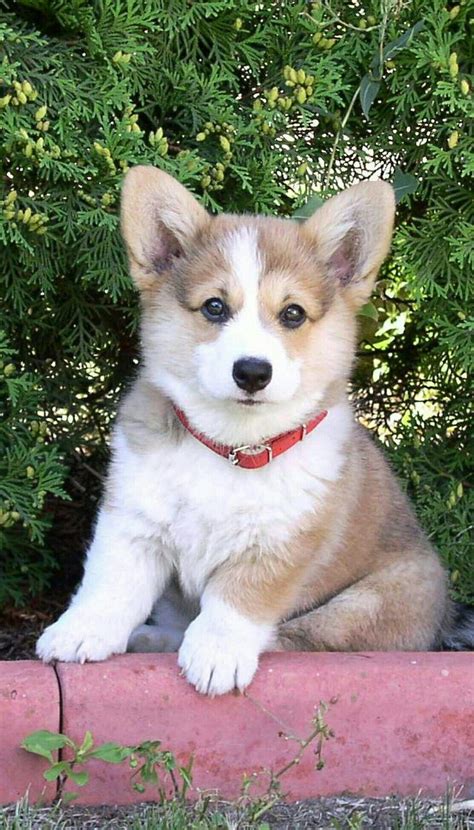 You can't miss a corgi when it walks by with its cute, fluffy butt, bat ears, and striking bright orange coat — but its long. 17 New Fluffy Corgi Puppies For Sale | Puppy Photos