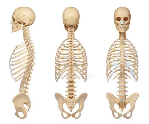 In general, human ribs increase in length from ribs 1 through 7 and decrease in length again through rib 12. Comparison - Stock Photos, Royalty Free Images | Focused